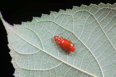 Karabidae böcekleri doğal halleriyle Kuzey Çin 'de.
