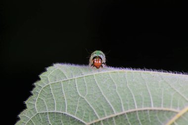 Lepidoptera larvae in the wild, North China clipart