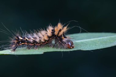 Lepidoptera larvaları vahşi doğada, Kuzey Çin