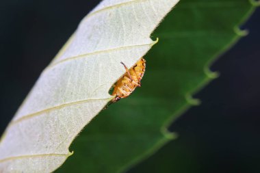 Vahşi doğada hemiptera böcekleri, Kuzey Çin