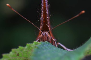 Lepidoptera böcekleri vahşi doğada, Kuzey Çin