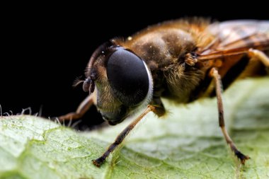 Aphid eating flies in the wild, North China clipart