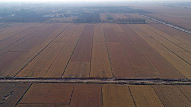 Pirinç tarlaları, sonbahar manzarası hava fotoğrafları, Kuzey Çin