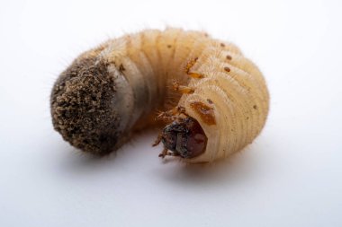 Beyaz arka planda solungaç altın kaplumbağa larvaları, Kuzey Çin