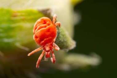 Red mites on wild plants, North China clipart