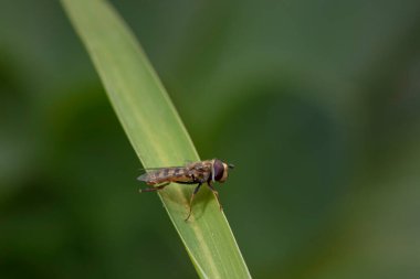 Syrphidae Kuzey Çin 'deki bitkilerde yaşar.