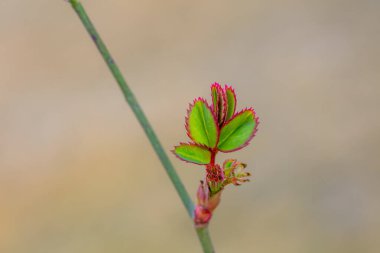 Gül yapraklarının fotoğraflarını kapat