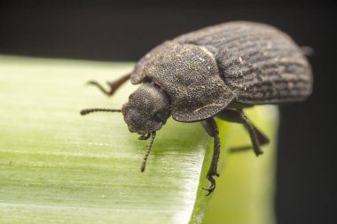 Kuzey Çin 'deki yabani bitkilerin üzerine koyu renkli bir tünek.