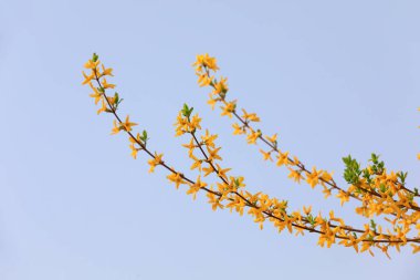 Güzel Forsythia çiçekleri parkta, Kuzey Çin