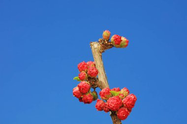 Bahçede çiçek açan erik çiçekleri, Kuzey Çin