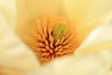 Magnolia, Kuzey Çin 'den güzel bir erkek.