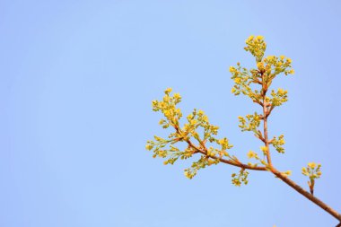 Kuzey Çin 'deki botanik bahçesinde taze bitkiler.
