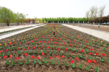 Parkta laleler çiçek açıyor, Kuzey Çin 'de