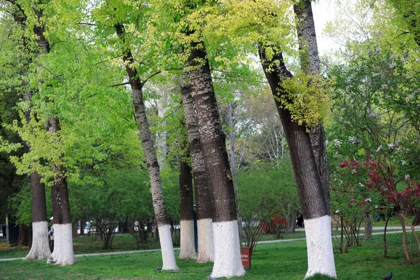 Parktaki yeşillik ağaçları, Pekin