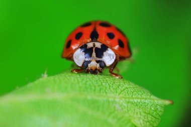 Kuzey Çin 'deki yabani bitkilerde uğur böcekleri