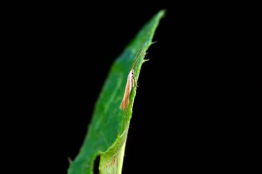 Lepidoptera böcekleri vahşi doğada, Kuzey Çin