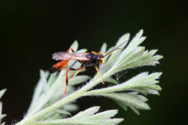 Kuzey Çin 'de yabani arı böcekleri