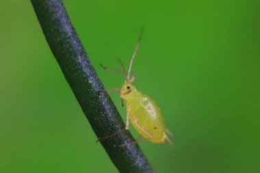 Vahşi doğada yaprak bitleri, Kuzey Çin