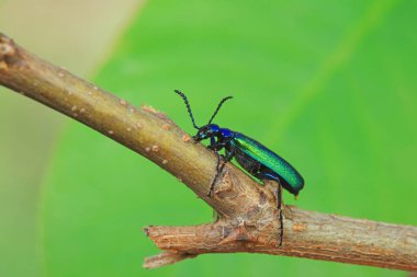 Kolaoptera böceği -- yeşil Daphne Genkwa, Kuzey Çin