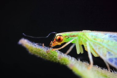 Kuzey Çin 'de nöropteranın işlevsel bir böceği.