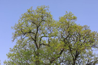 Büyük çekirge ağacı mavi gökyüzünün arka planında.