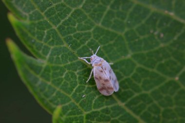 Whitefly, çok küçük uçan bir böcek, Kuzey Çin
