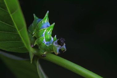 Lepidoptera larvaları vahşi doğada, Kuzey Çin