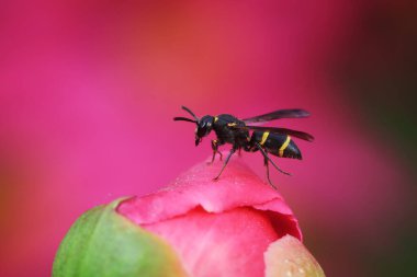 Kuzey Çin 'de yabani arı böcekleri