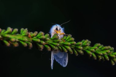 Lepidoptera böcekleri vahşi doğada, Kuzey Çin