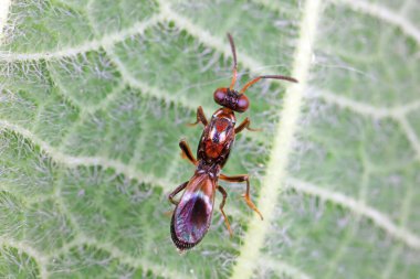 Kuzey Çin 'de yabani arı böcekleri