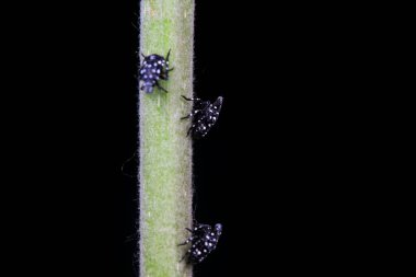 Kuzey Çin 'deki yabani bitkilerin üzerindeki Cicadellidae böcekleri.