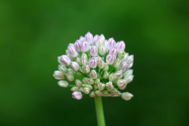 Yabani sarımsak çiçekleri, Kuzey Çin