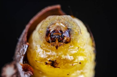 Lepidoptera larvaları vahşi doğada, Kuzey Çin