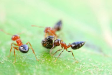 Karıncalar vahşi doğada, Kuzey Çin