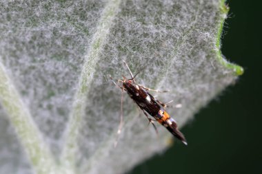 Lepidoptera böcekleri vahşi doğada, Kuzey Çin