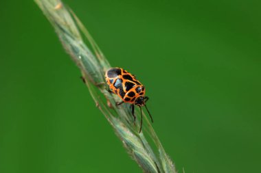 Vahşi doğada hemiptera böcekleri, Kuzey Çin