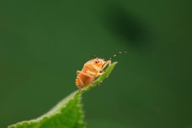 Pis kokulu böcekler vahşi Çin 'de yaşar.