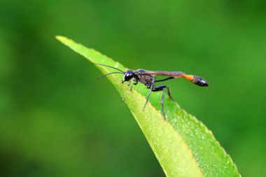 Kuzey Çin 'de yabani arı böcekleri
