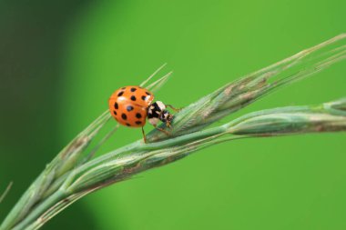 Kuzey Çin 'deki yabani bitkilerde uğur böcekleri