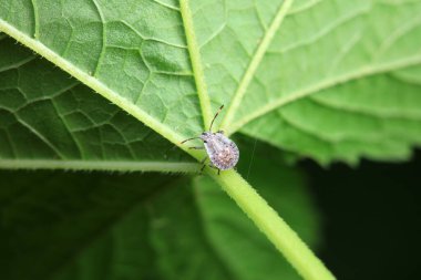 Vahşi doğada hemiptera böcekleri, Kuzey Çin