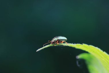 Kuzey Çin 'deki yabani bitkilerin üzerindeki yaprak böceği.