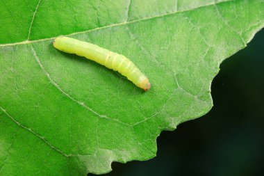 Lepidoptera larvaları vahşi doğada, Kuzey Çin