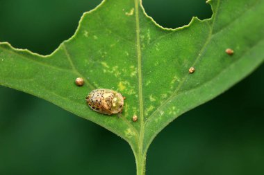 Hispidae ailesi Kuzey Çin 'de bitkilerin üzerinde sürünüyor.