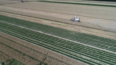 Hasat makinesi Kuzey Çin 'deki çiftlikte buğday topluyor.