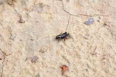 Cüce kum cırcırböceği vahşi doğada, Kuzey Çin 'de
