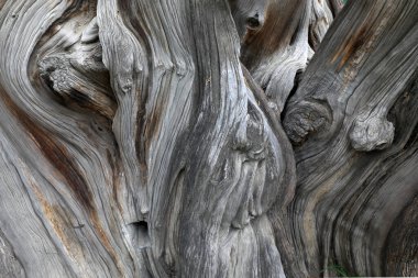 Platycladus orientalis 'in gövde yapısı