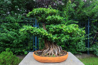 Çin geleneksel bonsai, sanatsal modellik, Pekin Botanik Bahçesi