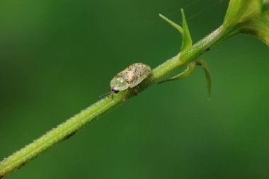 Hispidae ailesi Kuzey Çin 'de bitkilerin üzerinde sürünüyor.