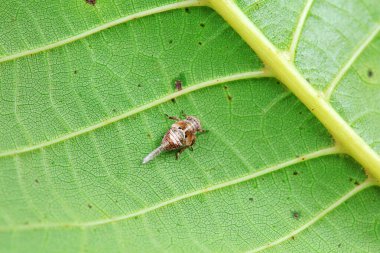 Kuzey Çin 'deki yabani bitkilerin üzerindeki Cicadellidae böcekleri.