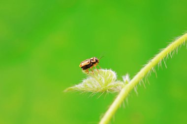 Leaf beetle on wild plants, North China clipart